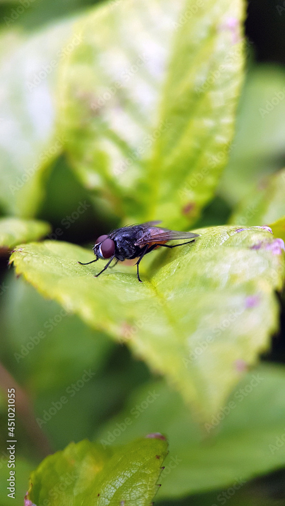 Fototapeta premium Macro fly garden summer