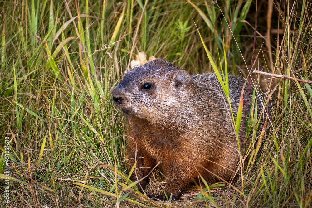 YOUNG GROUNDHOG