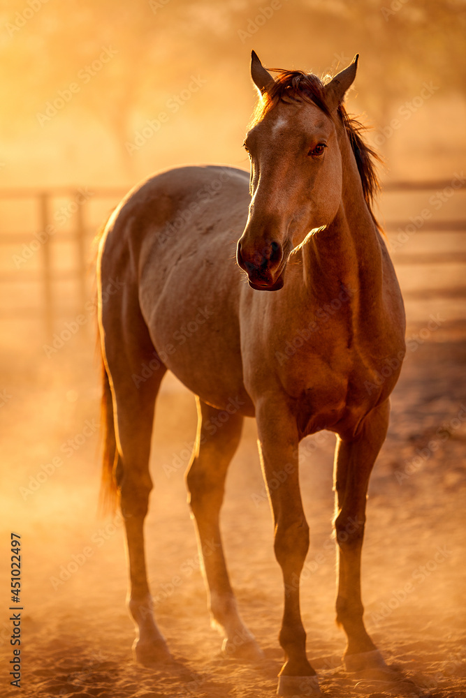 Kimberley Horse, Western Australia Kimberley Horse, Western Australia