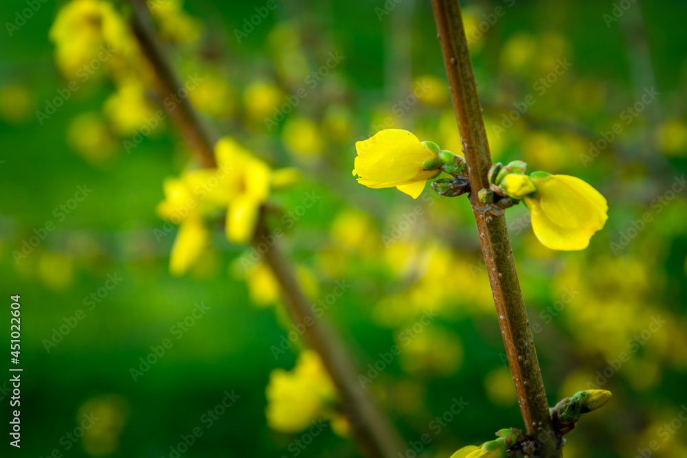 Yellow forsythia flowers on a twig Yellow forsythia flowers on a twig