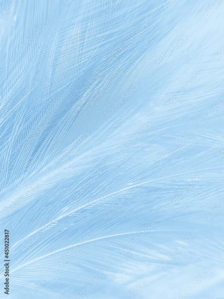 Obraz premium Beautiful abstract blue feathers on white background, white feather texture and blue background, feather wallpaper, blue texture banners, love theme, valentines day, light blue texture, white gradient