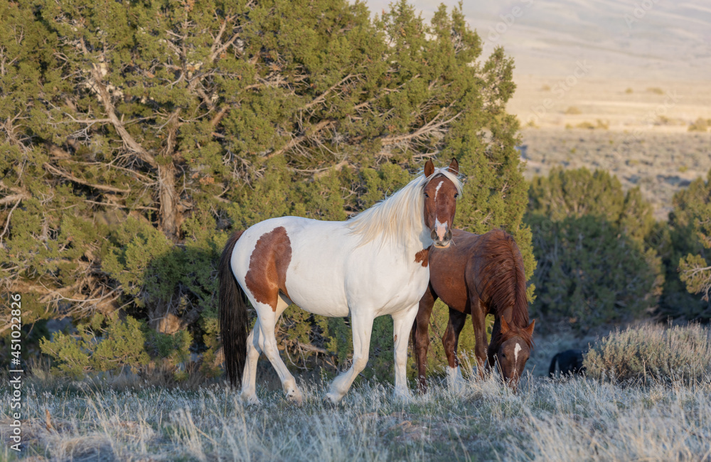 Wild Horses in Spring in the Utah Desert