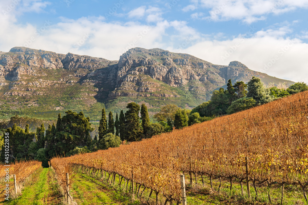 Wine rows during fall in Constantia valley with table mountain range in the background