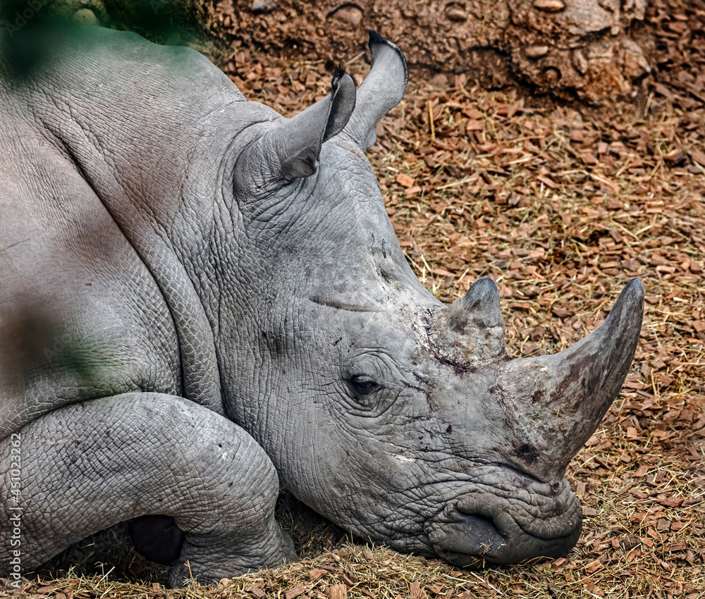 Fototapeta premium African white rhino`s head. Latin name - Diceros bicornis