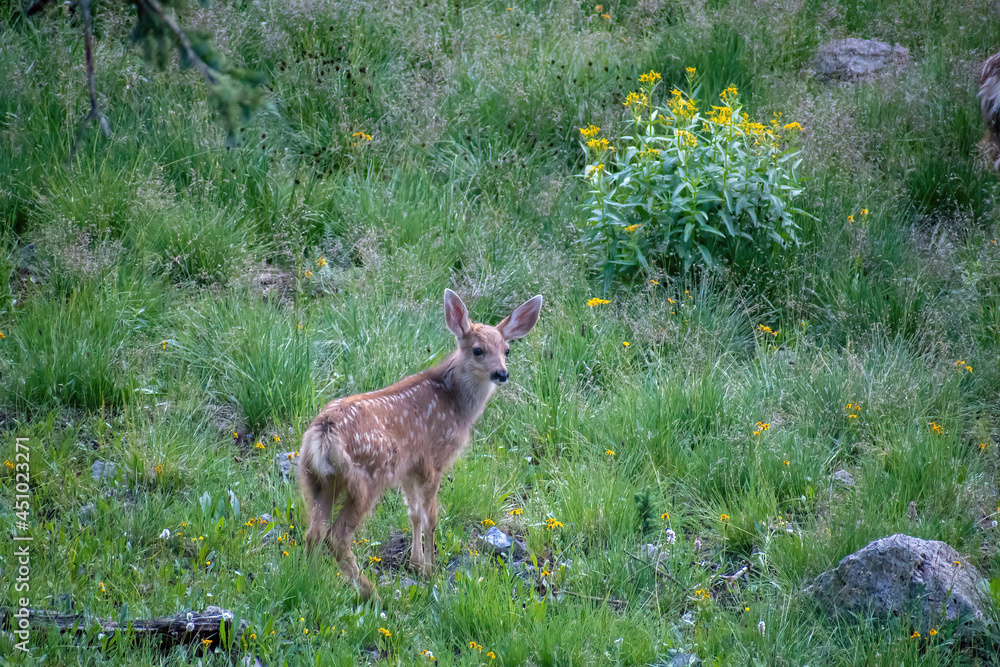 WATCHFUL FAWN ON GRASSY HILLSIDE-DeNoiseAI-low-light-SharpenAI-motion WATCHFUL FAWN ON GRASSY HILLSIDE-DeNoiseAI-low-light-SharpenAI-motion