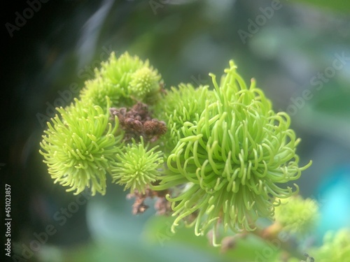Rambutan fruit is still small and green, hanging on a brown twig. This rambutan cannot be harvested and eaten.