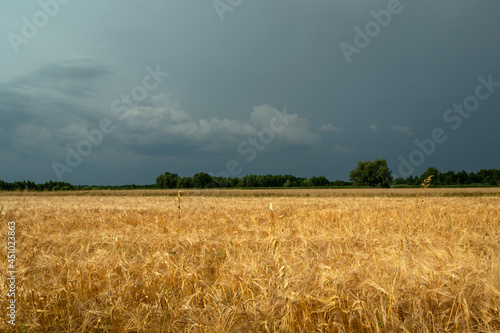 Grain field and cloudy sky