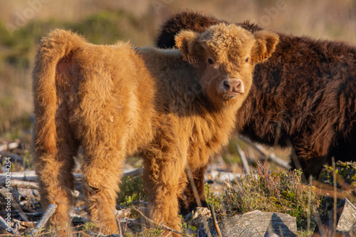 Vache écossaise Highland