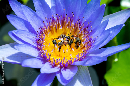 Vivid and colourful blooming purple, violet  Lotus flower and yellow  pollen which the group of bees are pollinating on the lotus pollen. Taken in selected focus area.