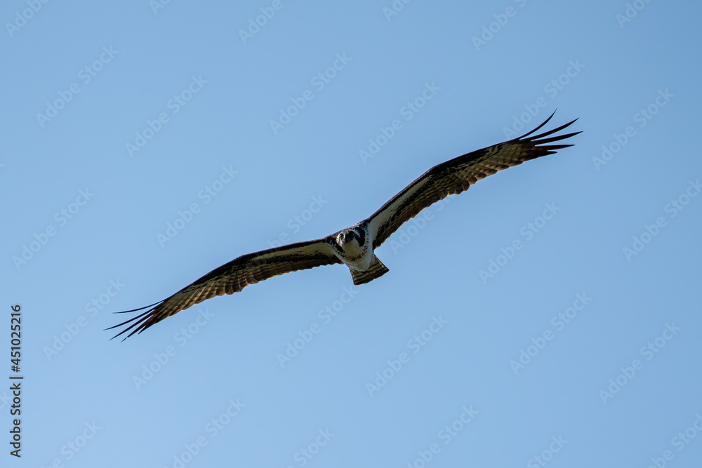 osprey hunting for food against a blue sky osprey hunting for food against a blue sky