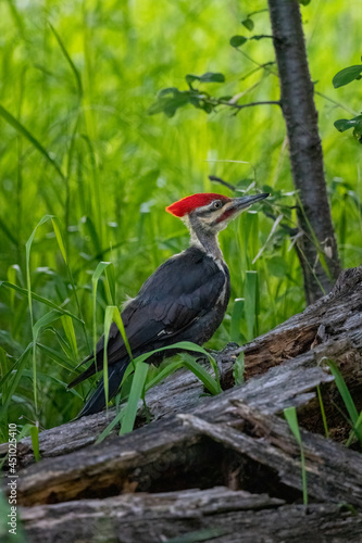 pileated woodpecker standing on the edge of a green field
