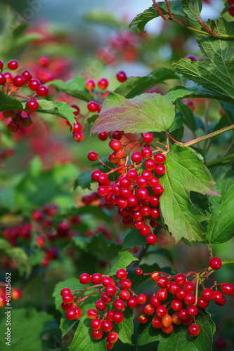 viburnum red berries on a bush