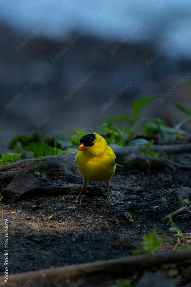 goldfinch searching the cool ground for an easy meal goldfinch searching the cool ground for an easy meal