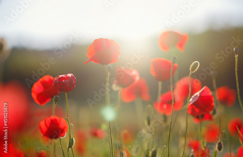 Poppy meadow in the light of the setting sun. Flower on Memorial Day, Memorial Day, Anzac Day in New Zealand, Australia, Canada and the United Kingdom.