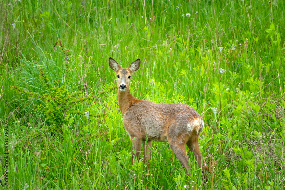Roe deer in green grass Roe deer in green grass