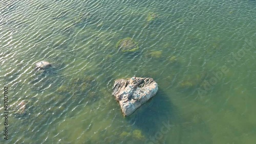 Flying around stone with seagulls