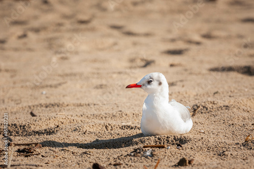 Obraz na płótnie Mewa na plaży w salonie