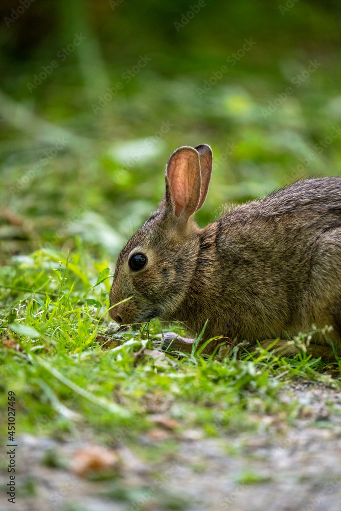 Fototapeta premium close-up of a rabbit eating grass on the side of the trail