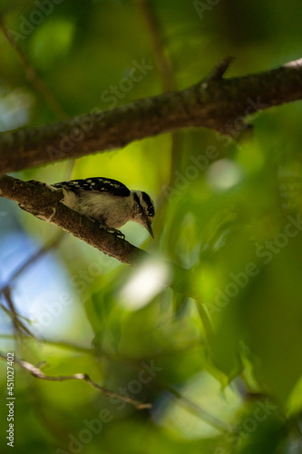 woodpecker hiding up in a tree