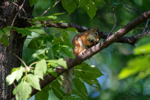 american red squirrel with a nut in a tree
