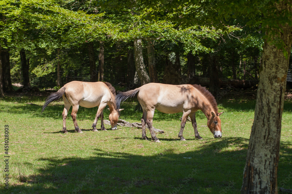 Przewalski's wild horse, Animals parc de sainte-croix Przewalski's wild horse, Animals parc de sainte-croix