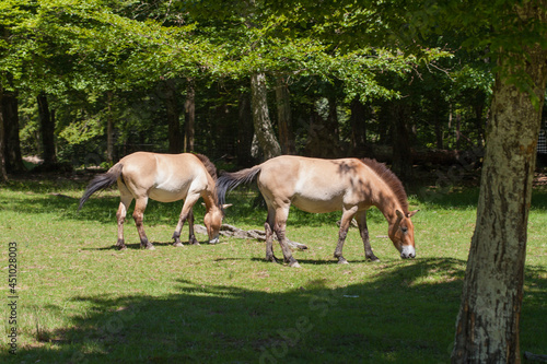 Przewalski's wild horse, Animals parc de sainte-croix