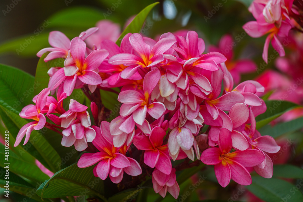 Blossom pink plumeria on the plumeria tree, frangipani tropical flowers thailand. Health and Spa concept
