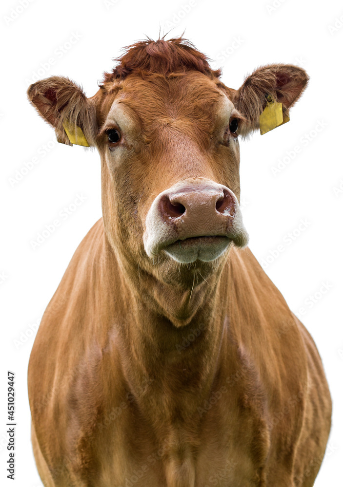 cow isolated! cow isolated!