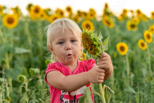 A little girl holds a small sunflower by the stalk, among the field of sunflowers. © andov