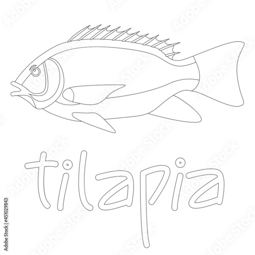 fish tilapia, vector illustration, lining draw, side