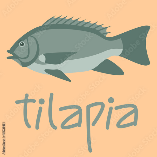 fish tilapia, vector illustration,flat style, side