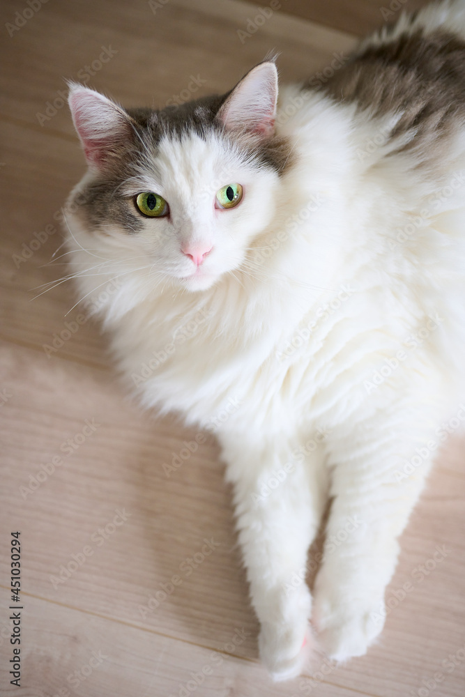 木のフローリングの上でのんびりしている白猫
