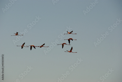 flying flamingos. pink flamingos flying in the blue sky