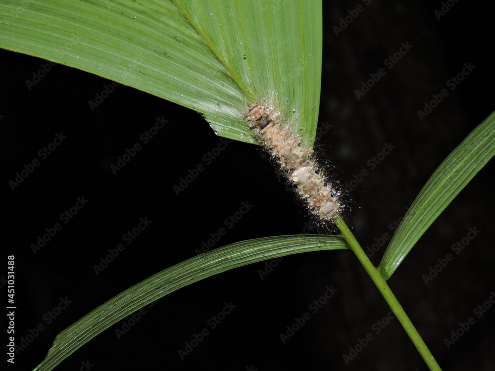 Fototapeta premium caterpillar on a branch