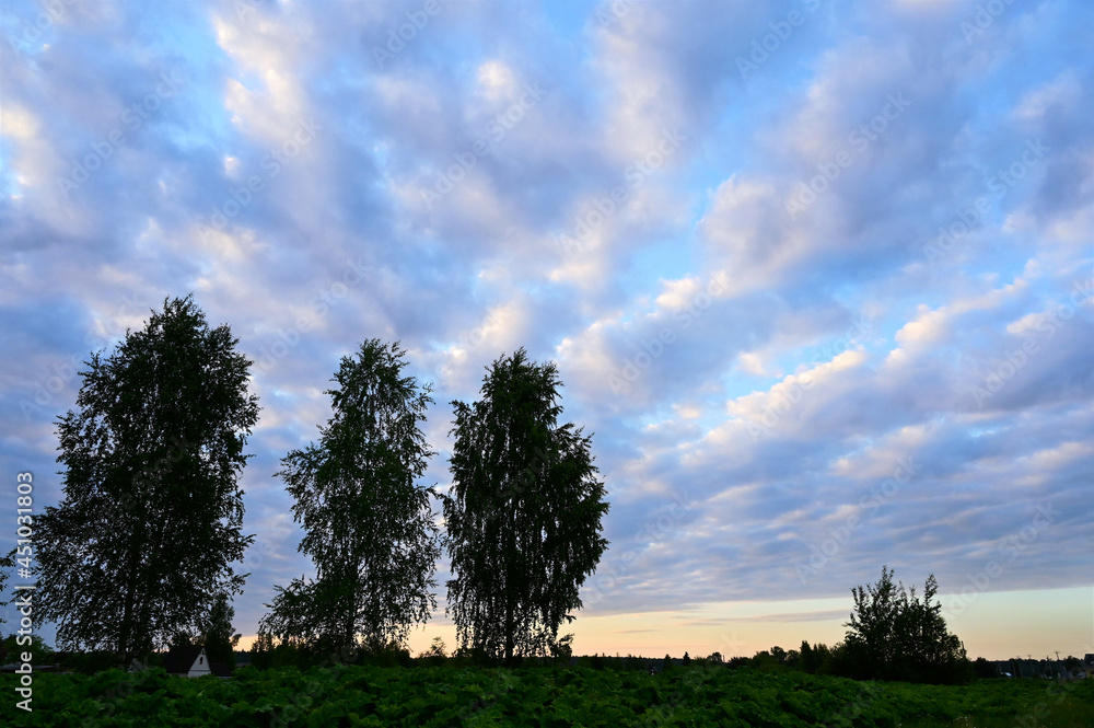 Fototapeta premium Three identical birch trees against a blue sky with white clouds. Beautiful landscape. Copy space