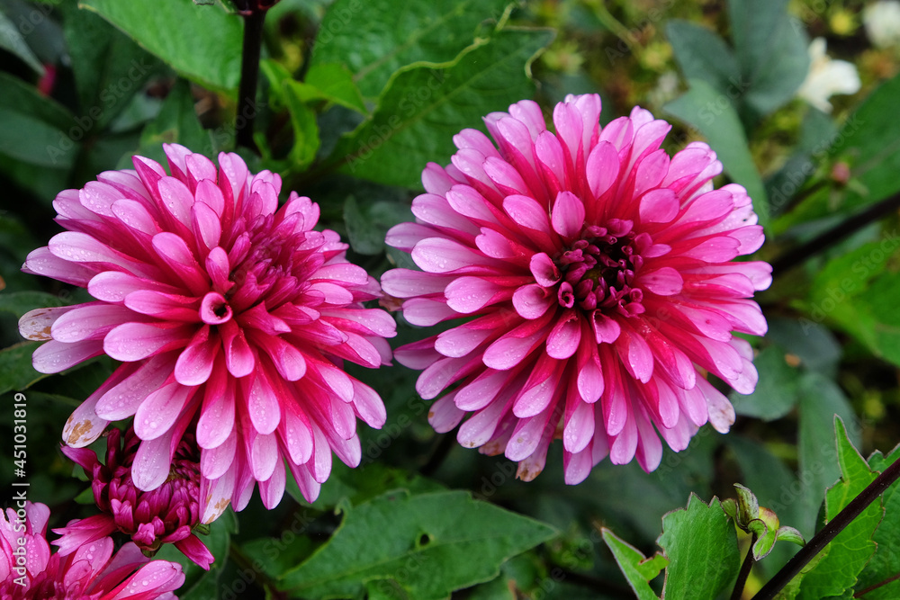Purple decorative dahlia 'purple flame' flowers in bloom Purple decorative dahlia 'purple flame' flowers in bloom