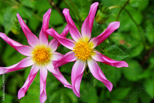 Star dahlia  Honka Pink   in flower