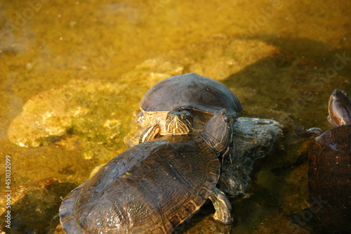Water turtle. Western painted turtle (chrysemys picta) photo