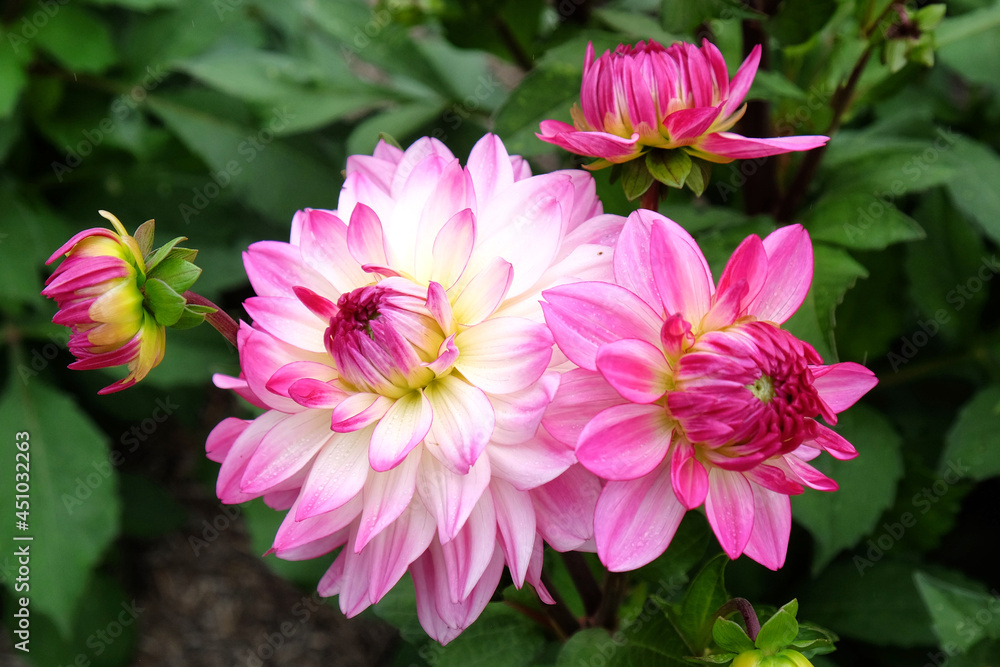 Decorative dahlia 'Sincerity' in flower Decorative dahlia 'Sincerity' in flower