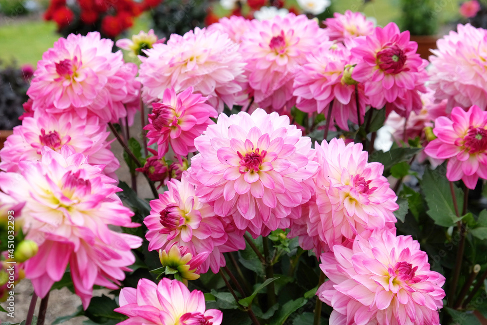 Decorative dahlia 'Sincerity' in flower