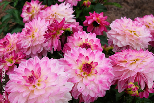 Decorative dahlia 'Sincerity' in flower