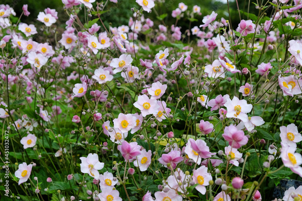 Japanese anemone 'September Charm' in flower