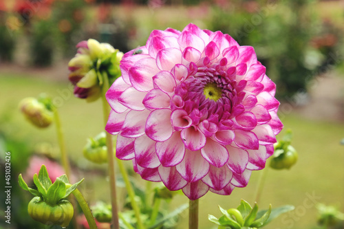 Dahlia  Hillcrest Jonathan  in flower