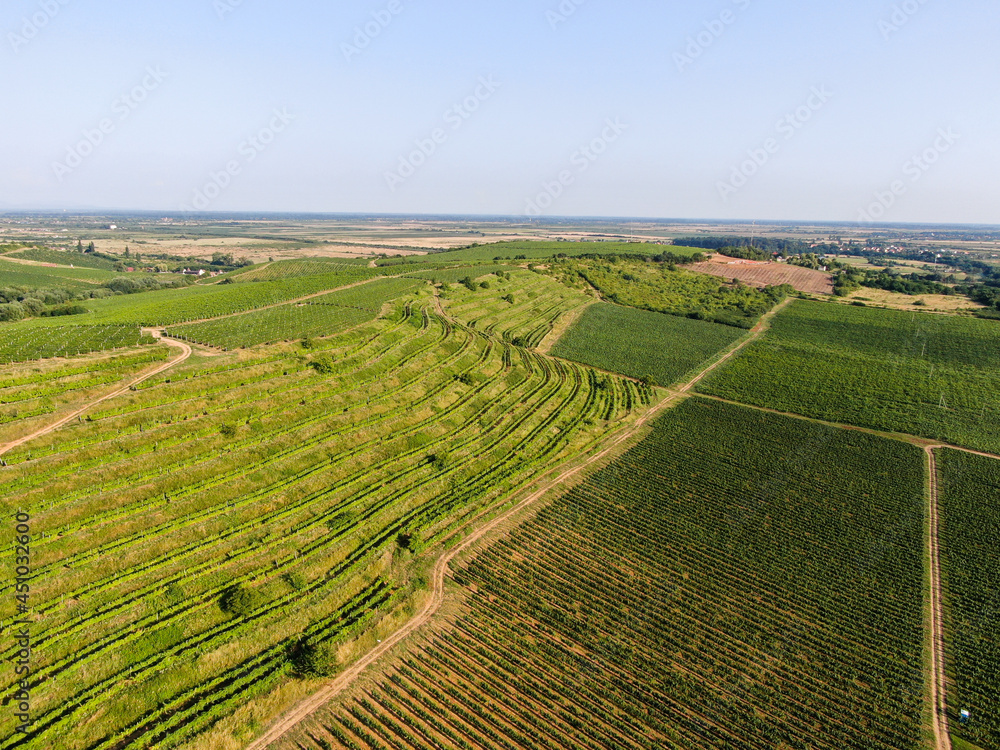Vineyard Rural summer landscape. Aerial view.