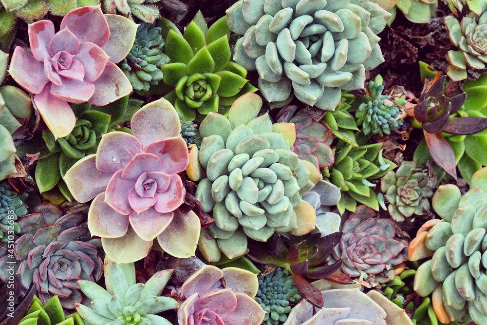 Sempervivum house leeks, also known as succulents. Sempervivum house leeks, also known as succulents.