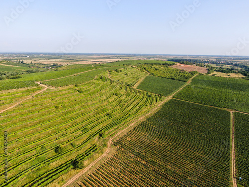 Vineyard Rural summer landscape. Aerial view. © Alina