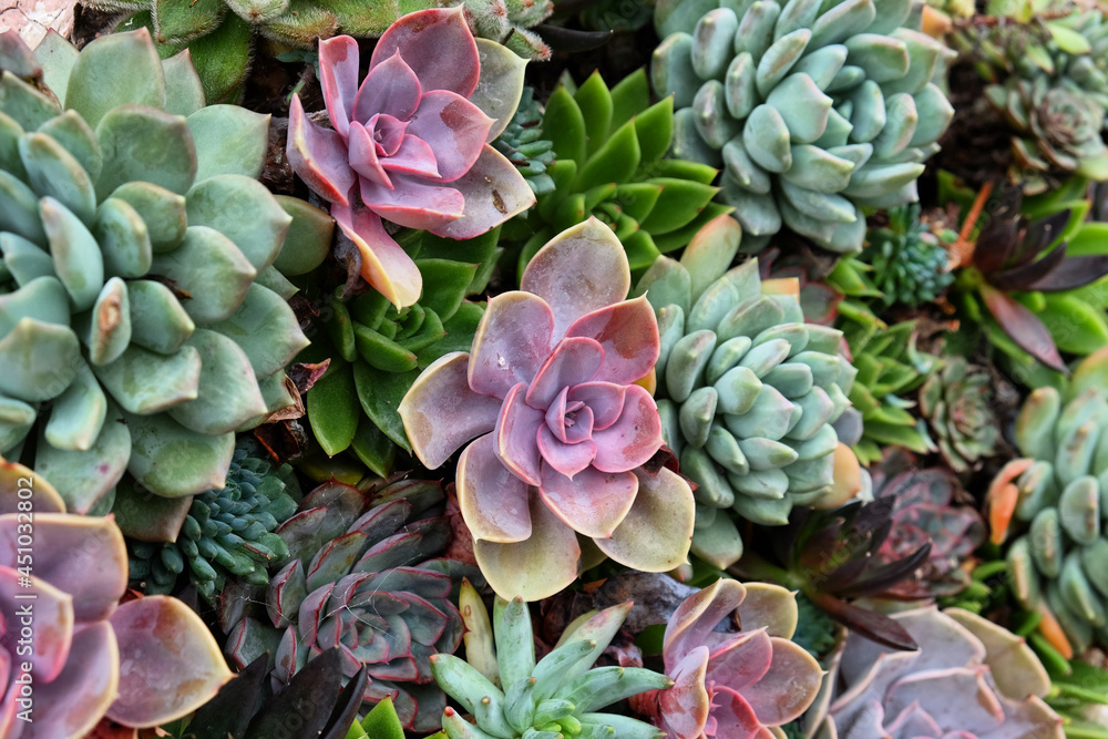 Sempervivum house leeks, also known as succulents. Sempervivum house leeks, also known as succulents.