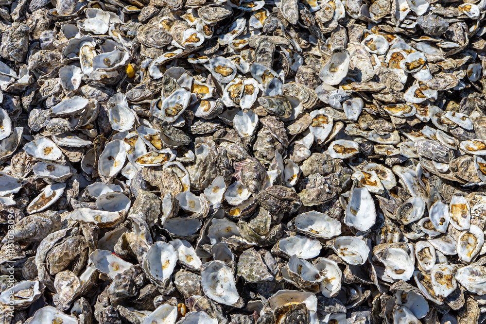 Opened oyster shells background, close up Opened oyster shells background, close up