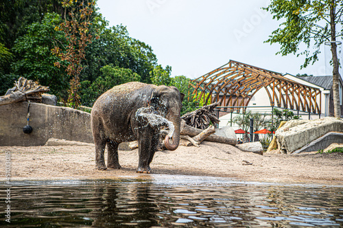 Canvas Print Young elephant in the Artis Zoo elephant enclosure