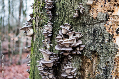 Parasitic mushrooms growing against a tree trunk